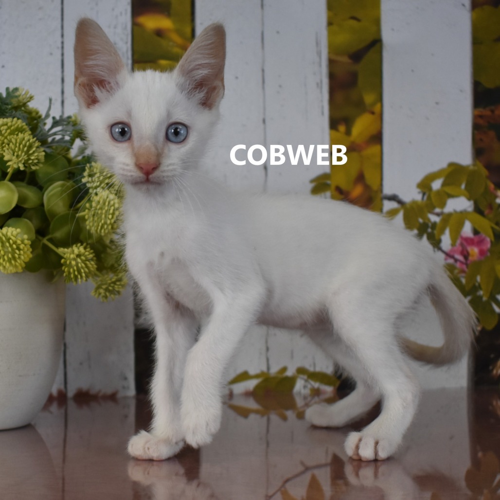 Cobweb