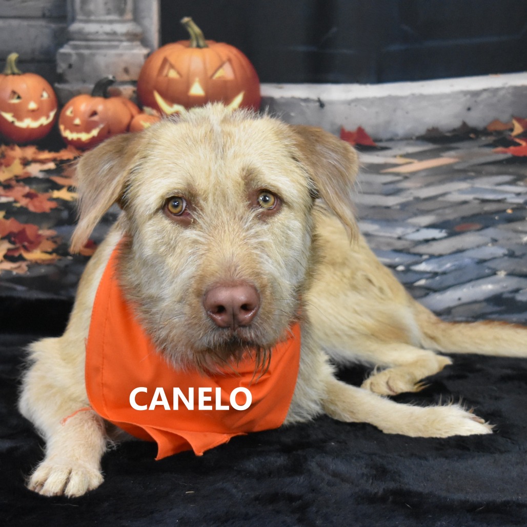 Canelo