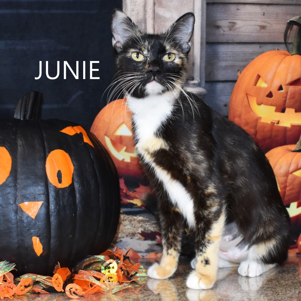 Junie