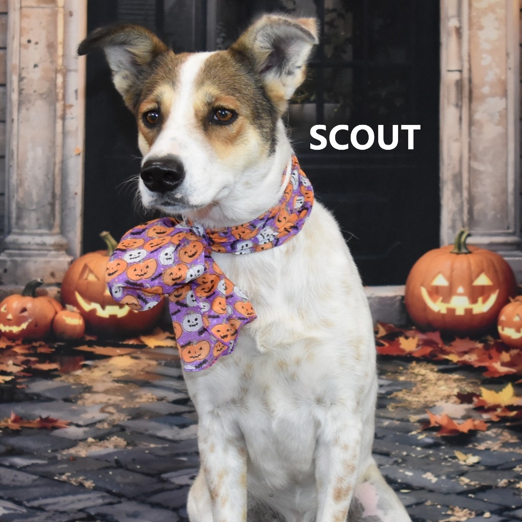 Scout