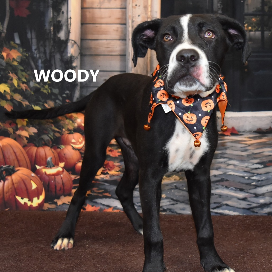 Woody
