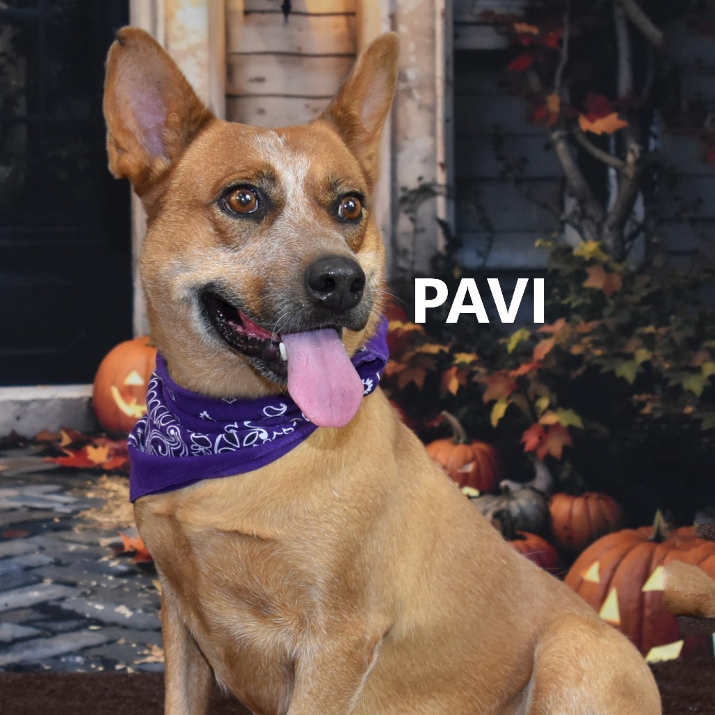 Pavi