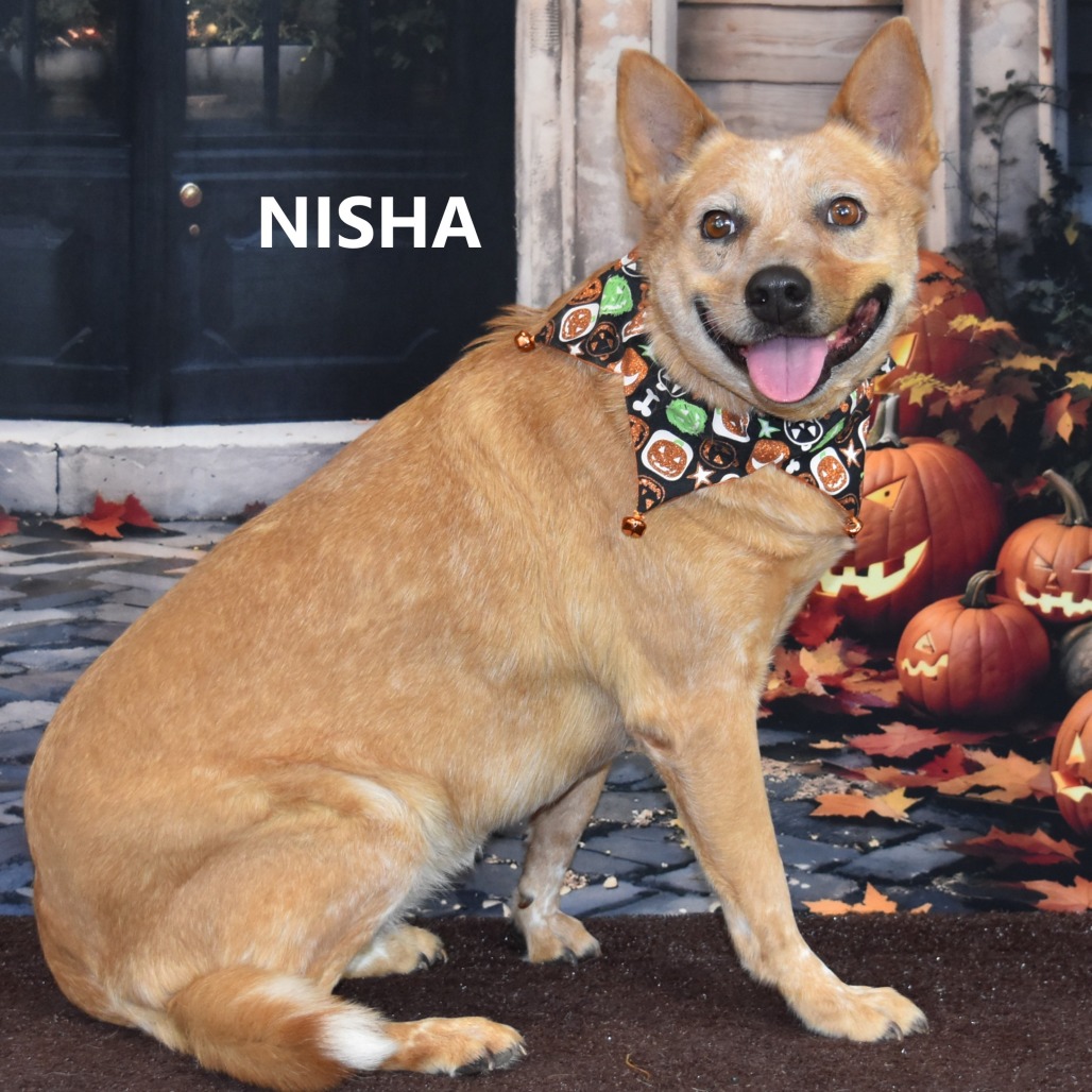 Nisha