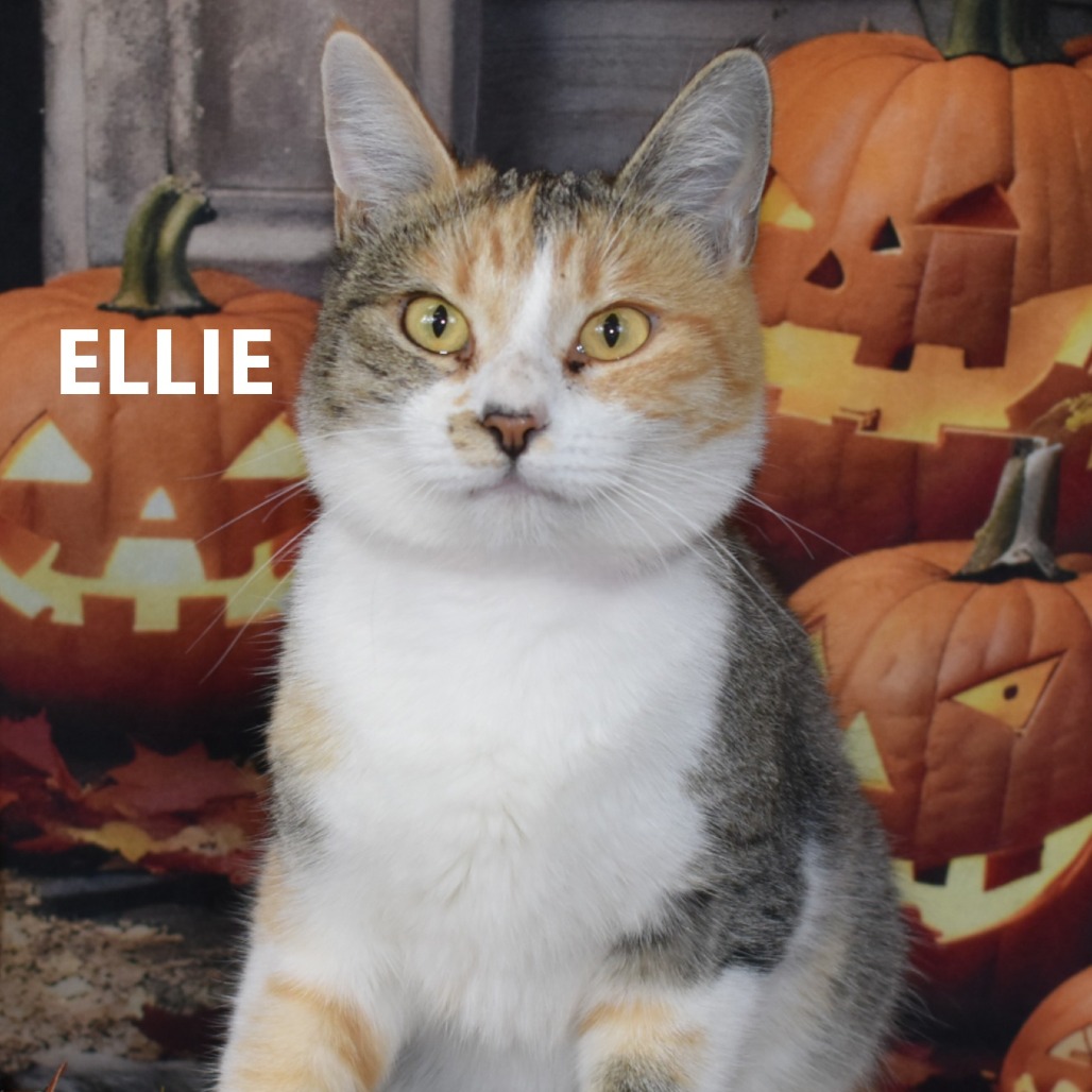 Ellie