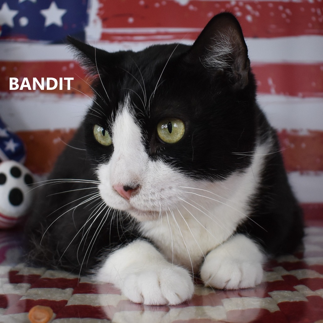 Bandit