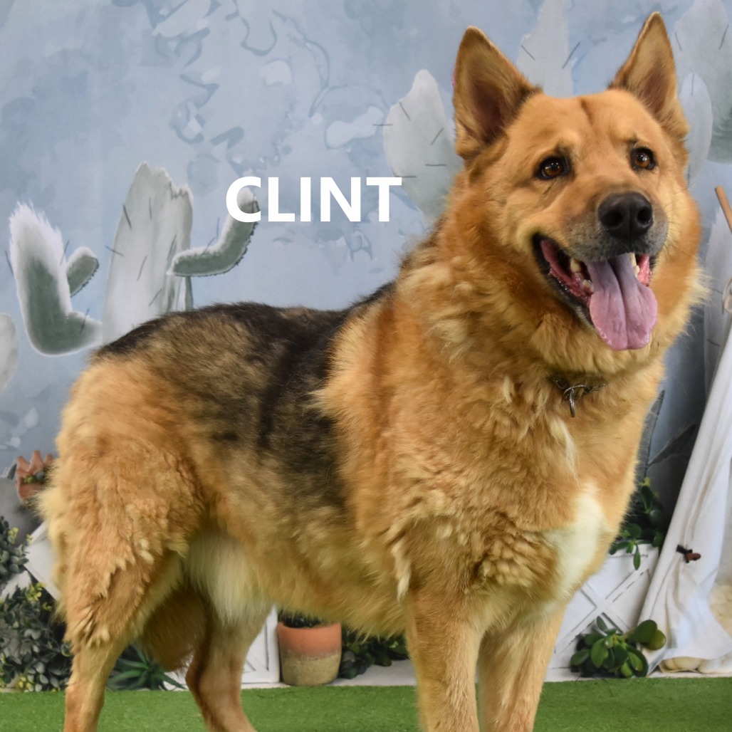 CLINT