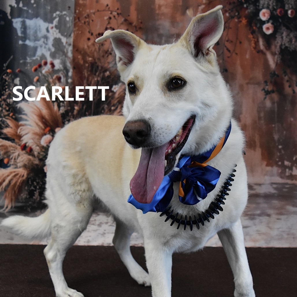 Scarlett