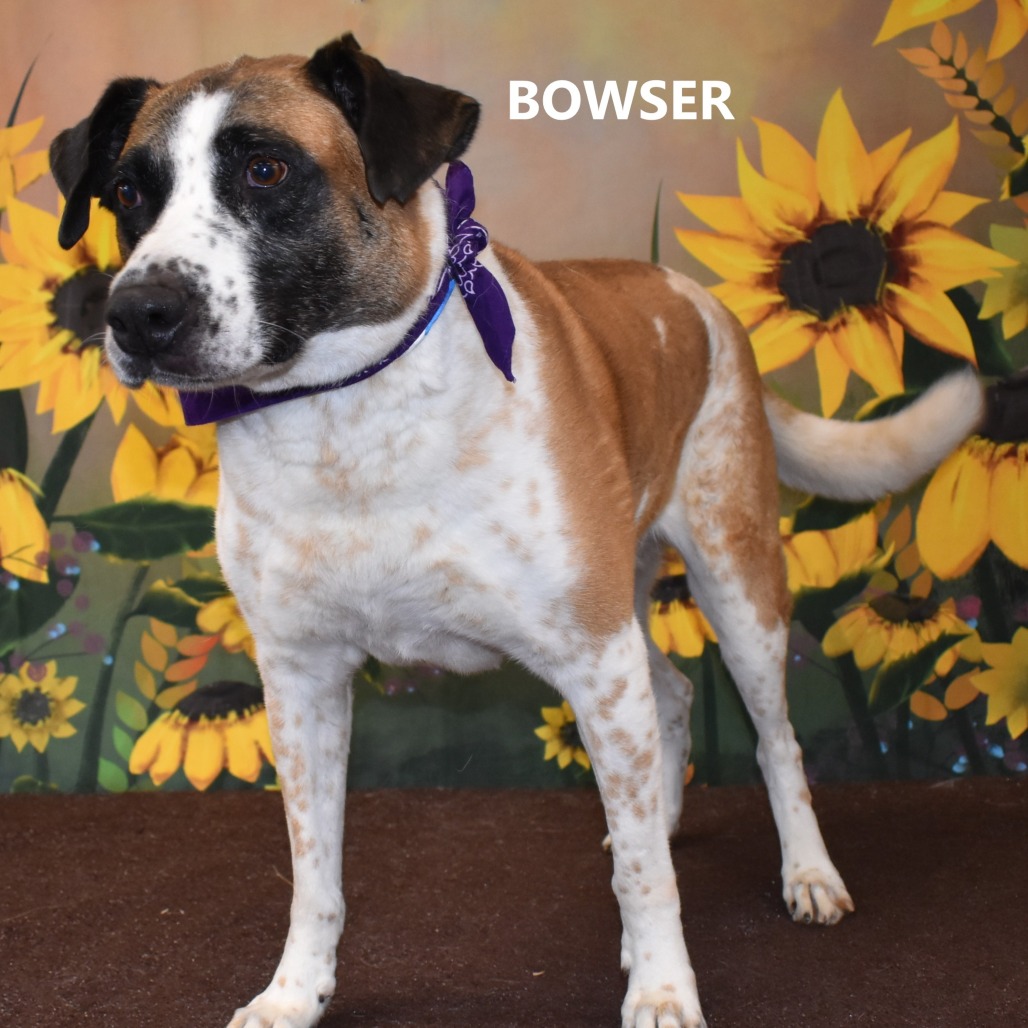 Bowser