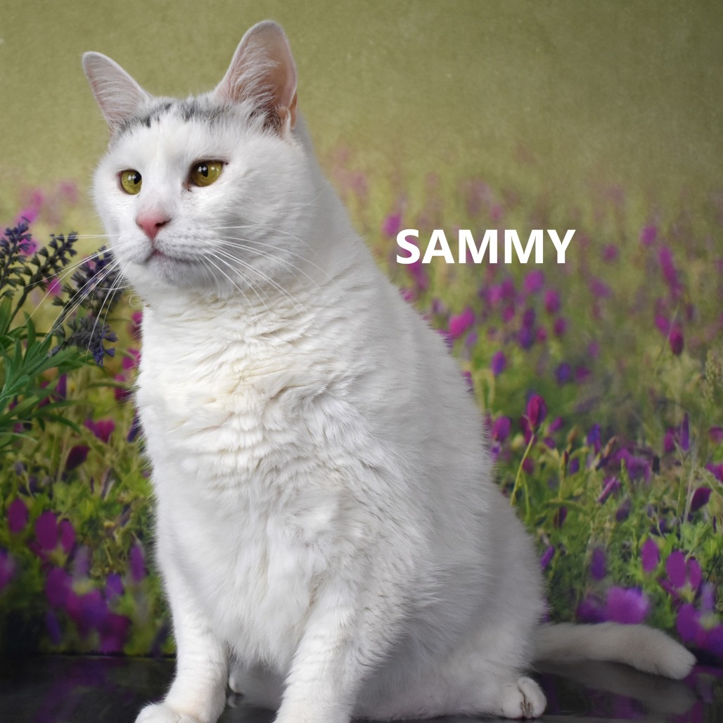 Sammy
