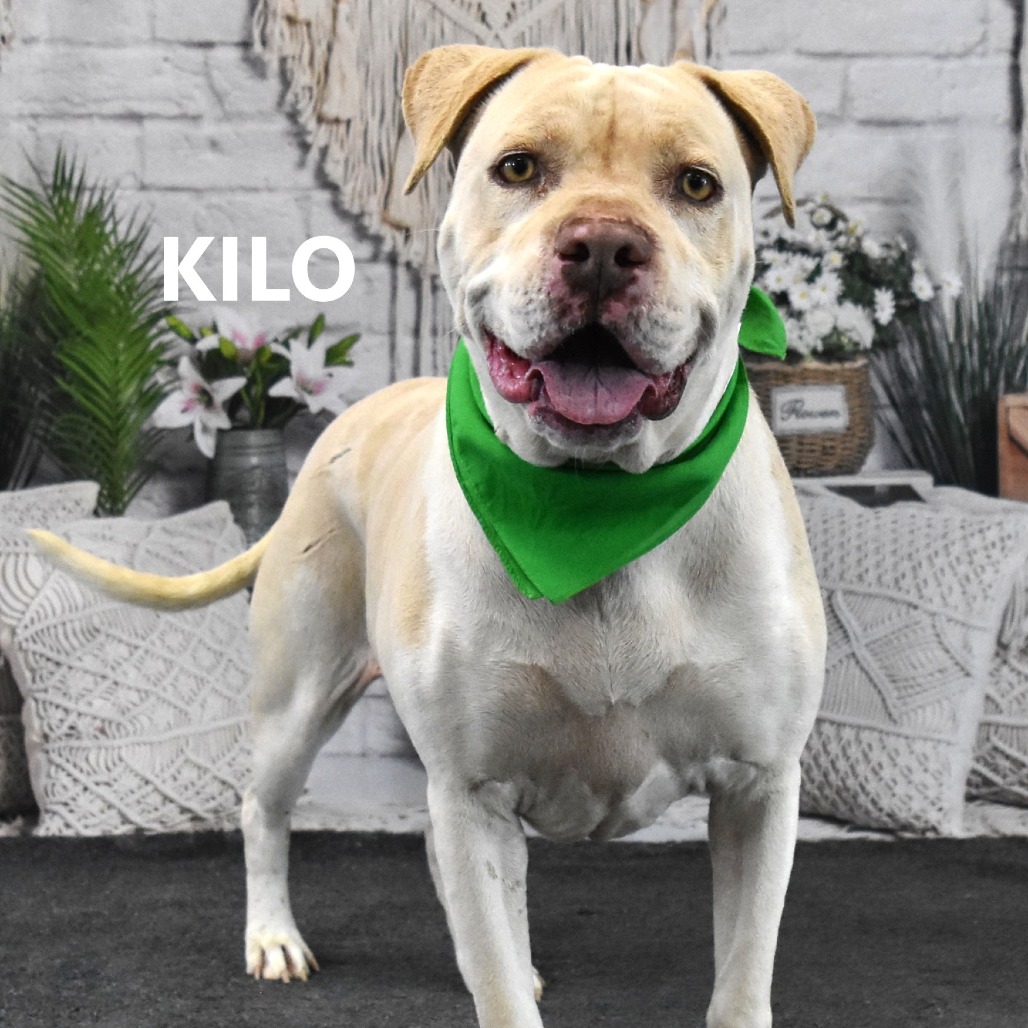 Kilo