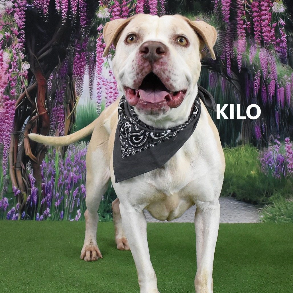 Kilo