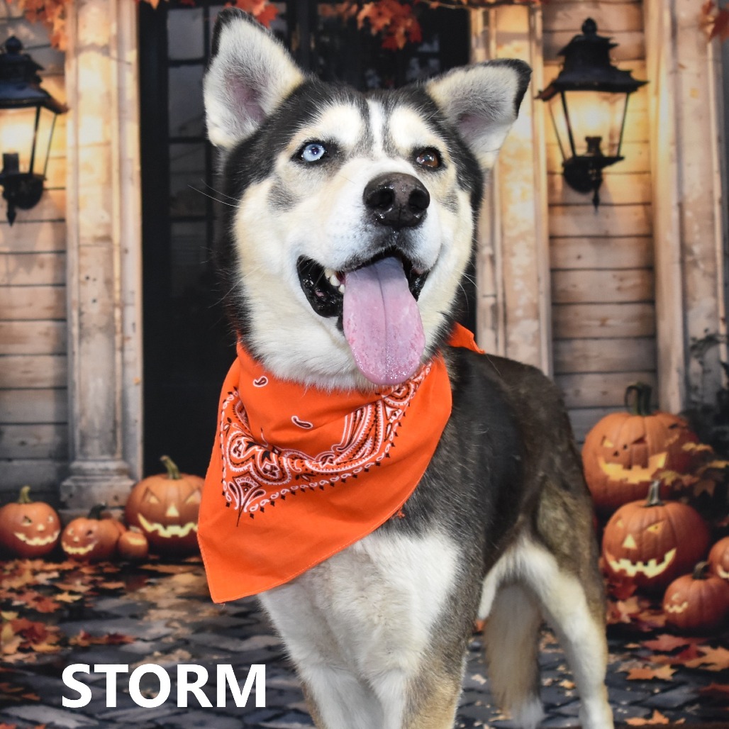 Storm
