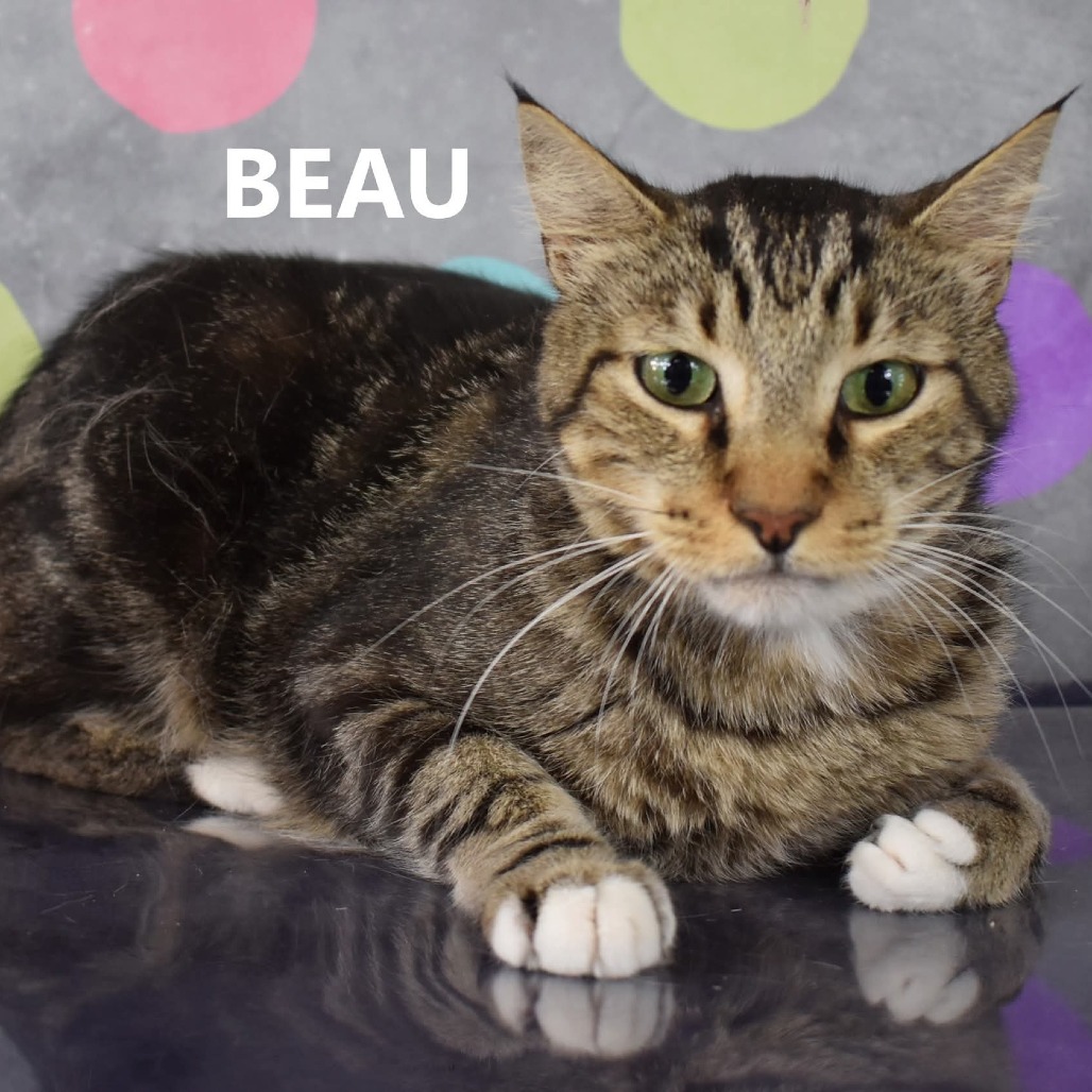 Beau