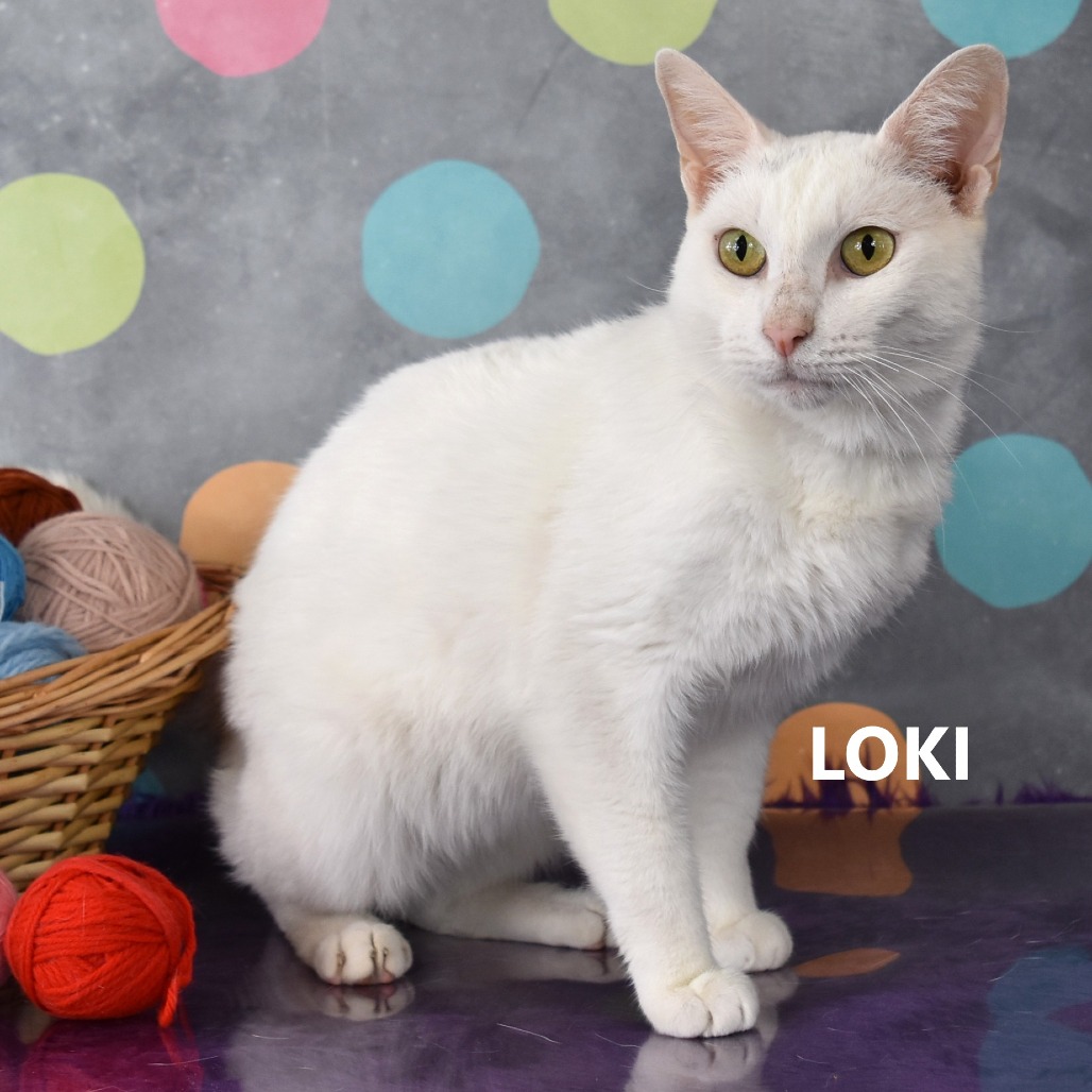 Loki