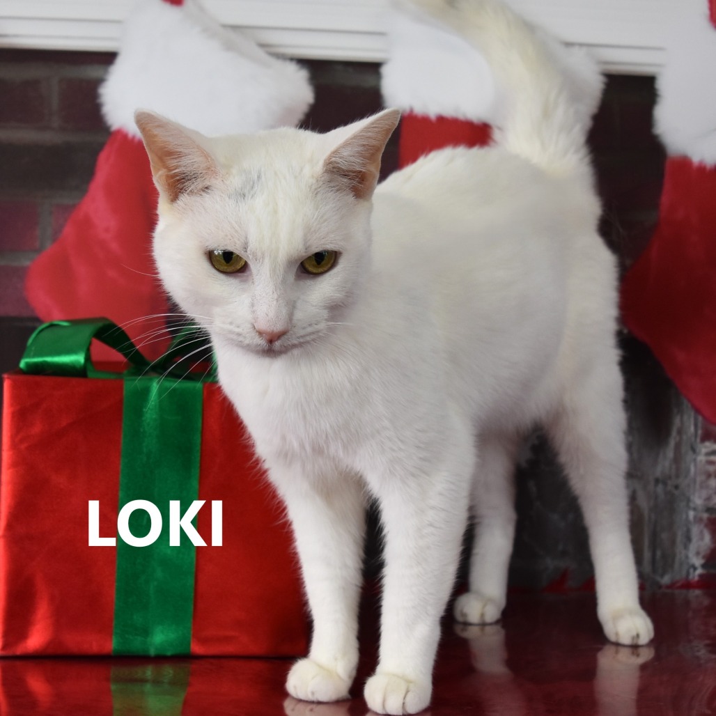 Loki