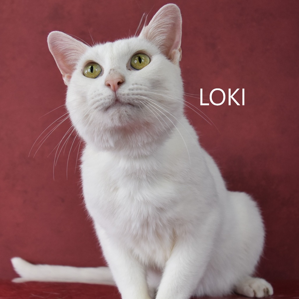 Loki