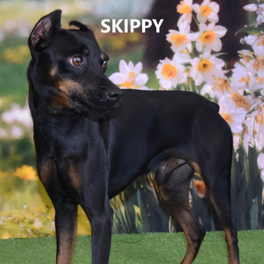 Skippy