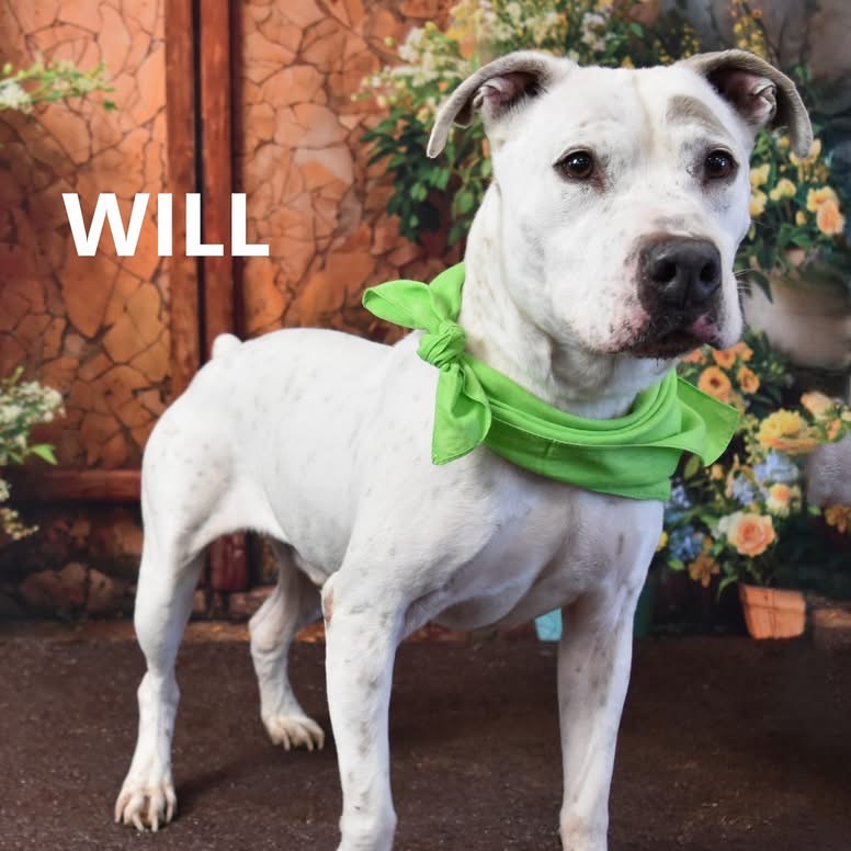 Will