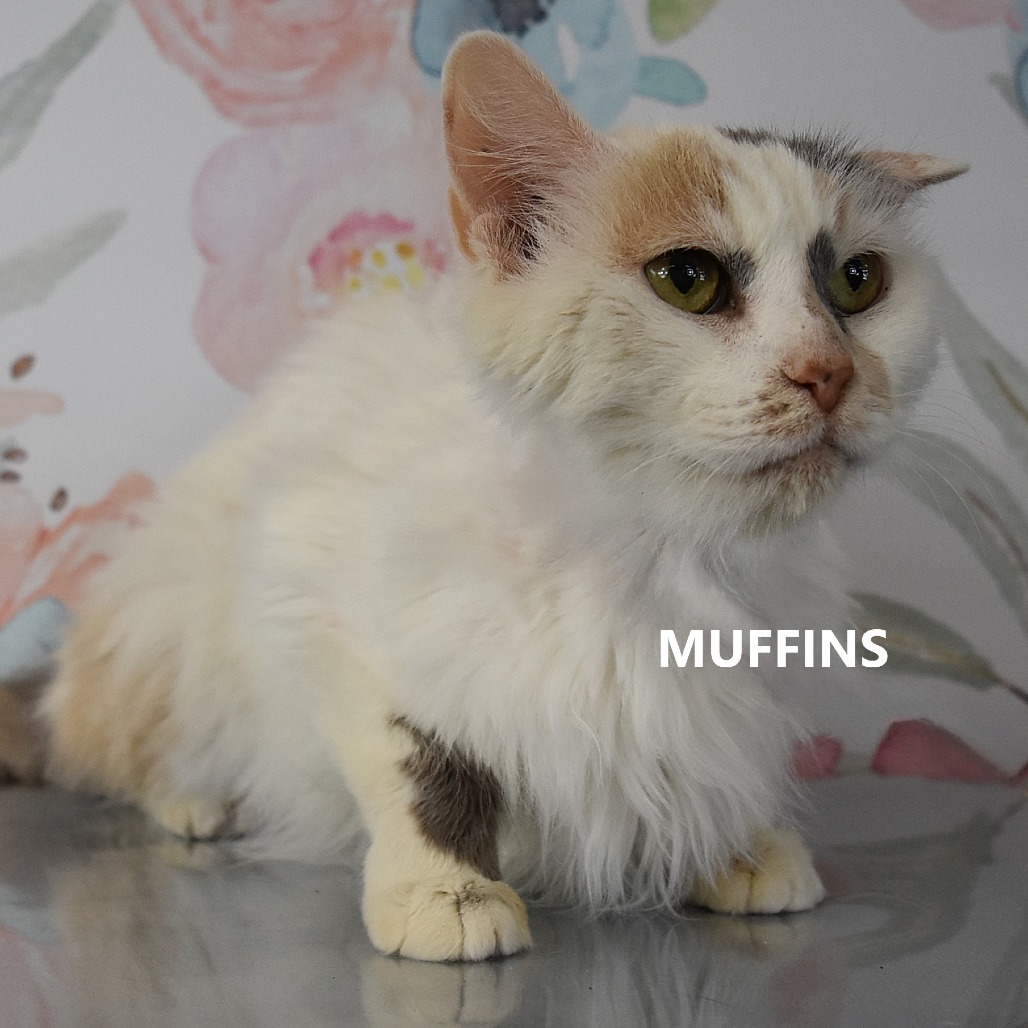 Muffins