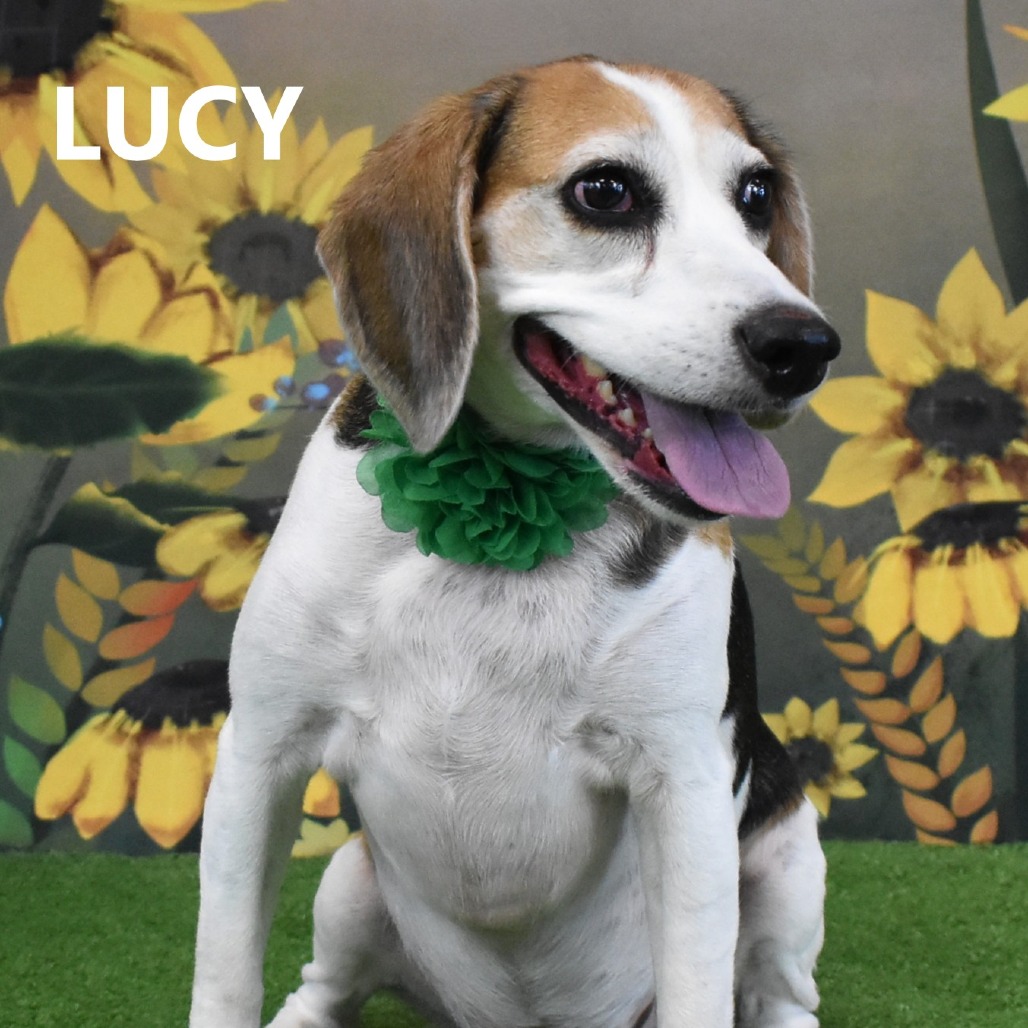 Lucy