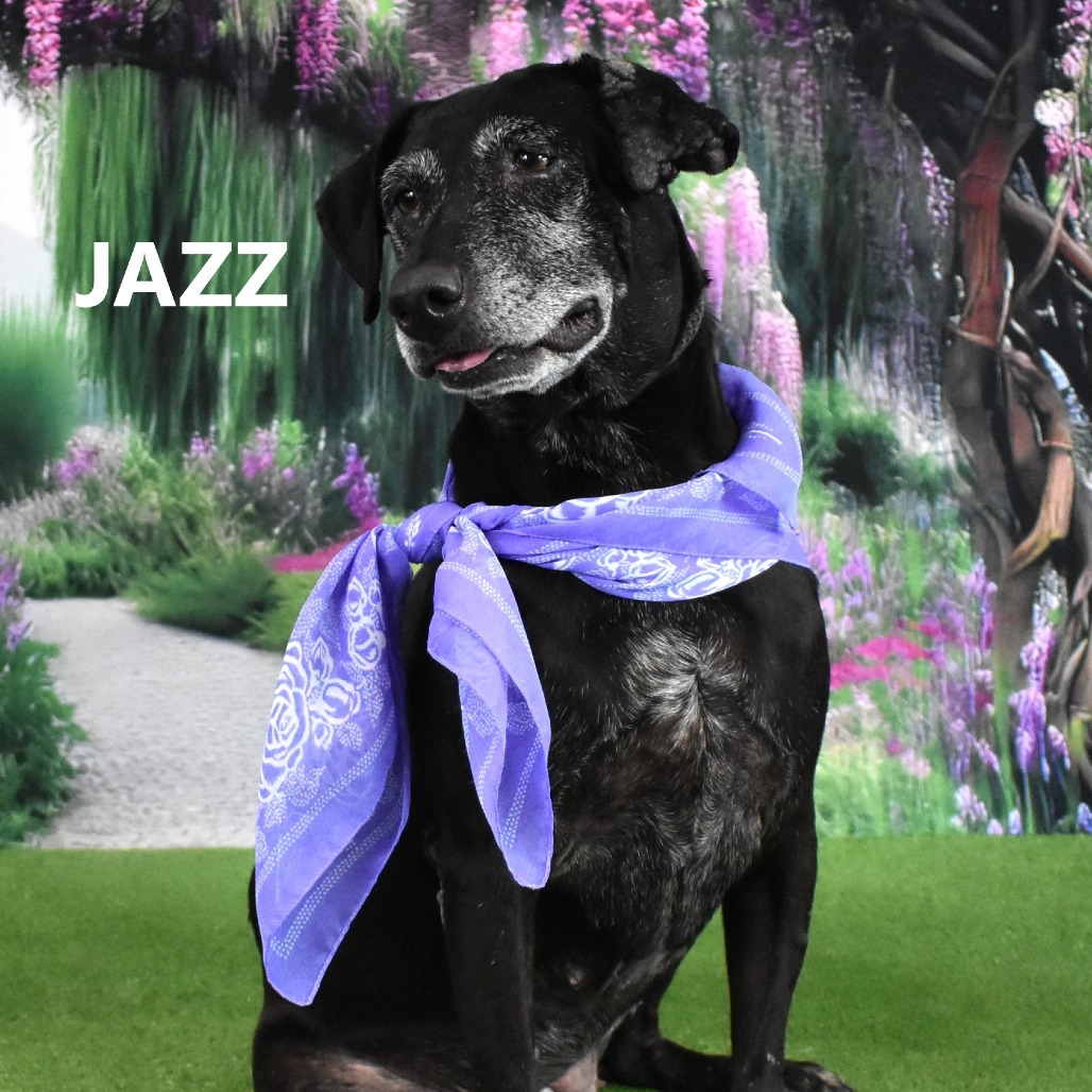 Jazz