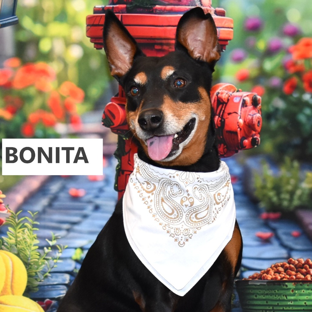 Bonita