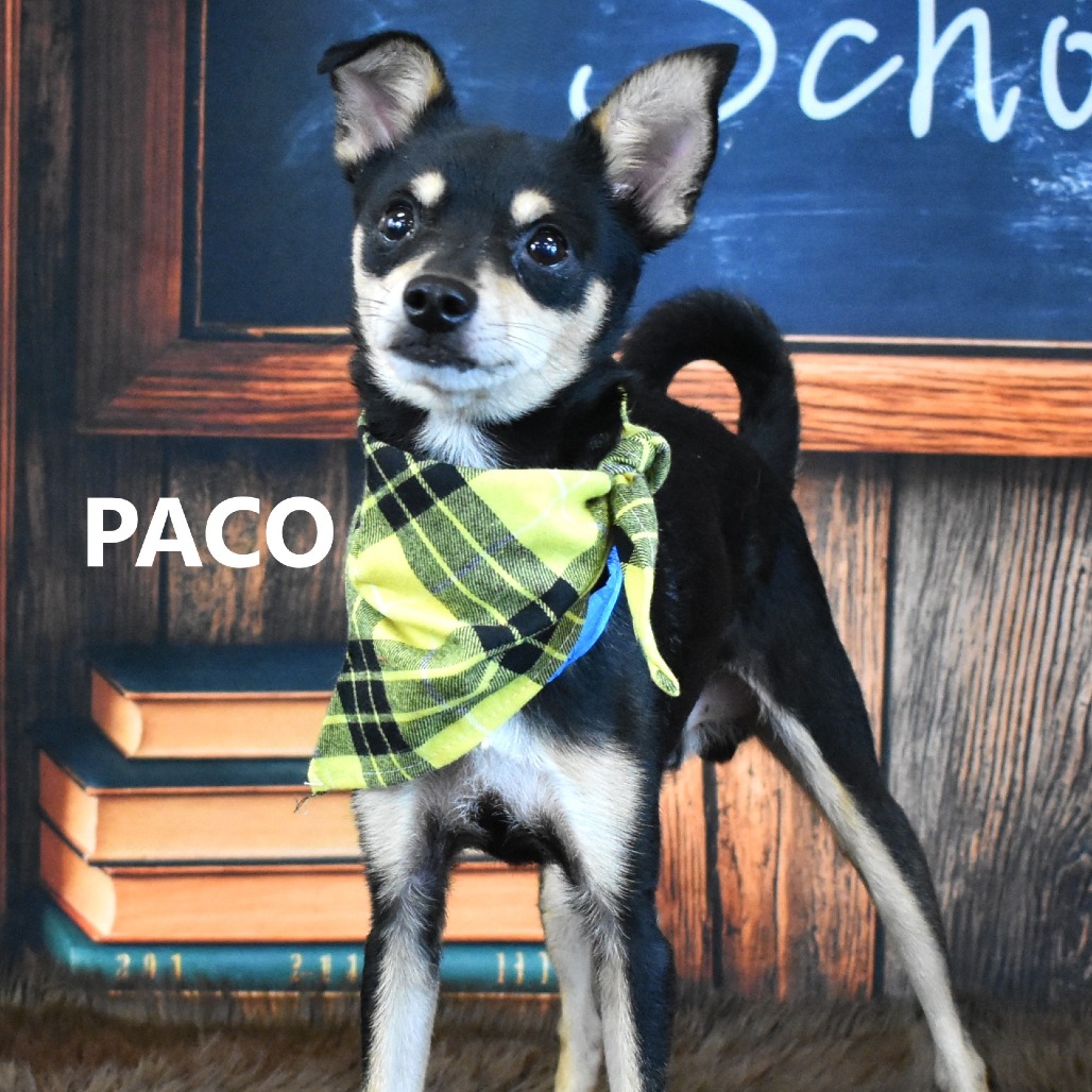 Paco