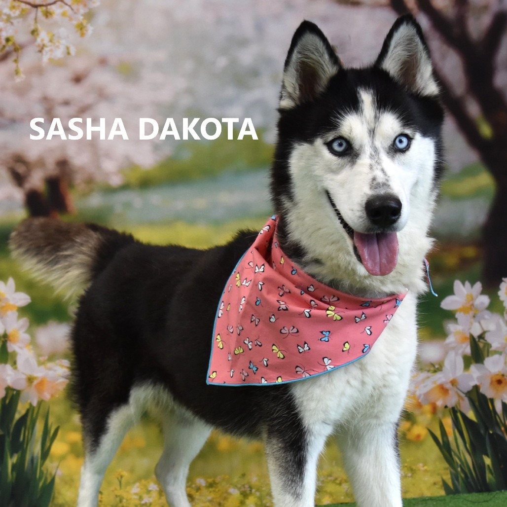 Sasha Dakota