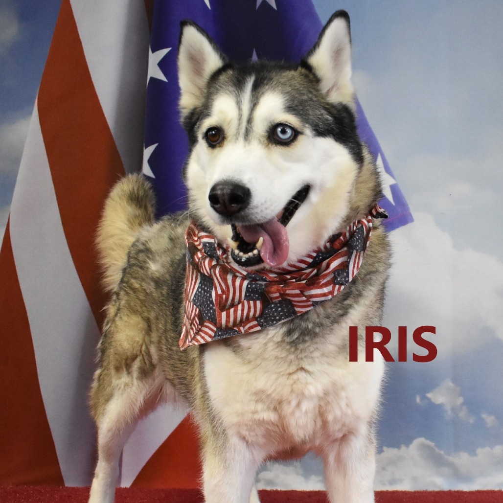 Iris