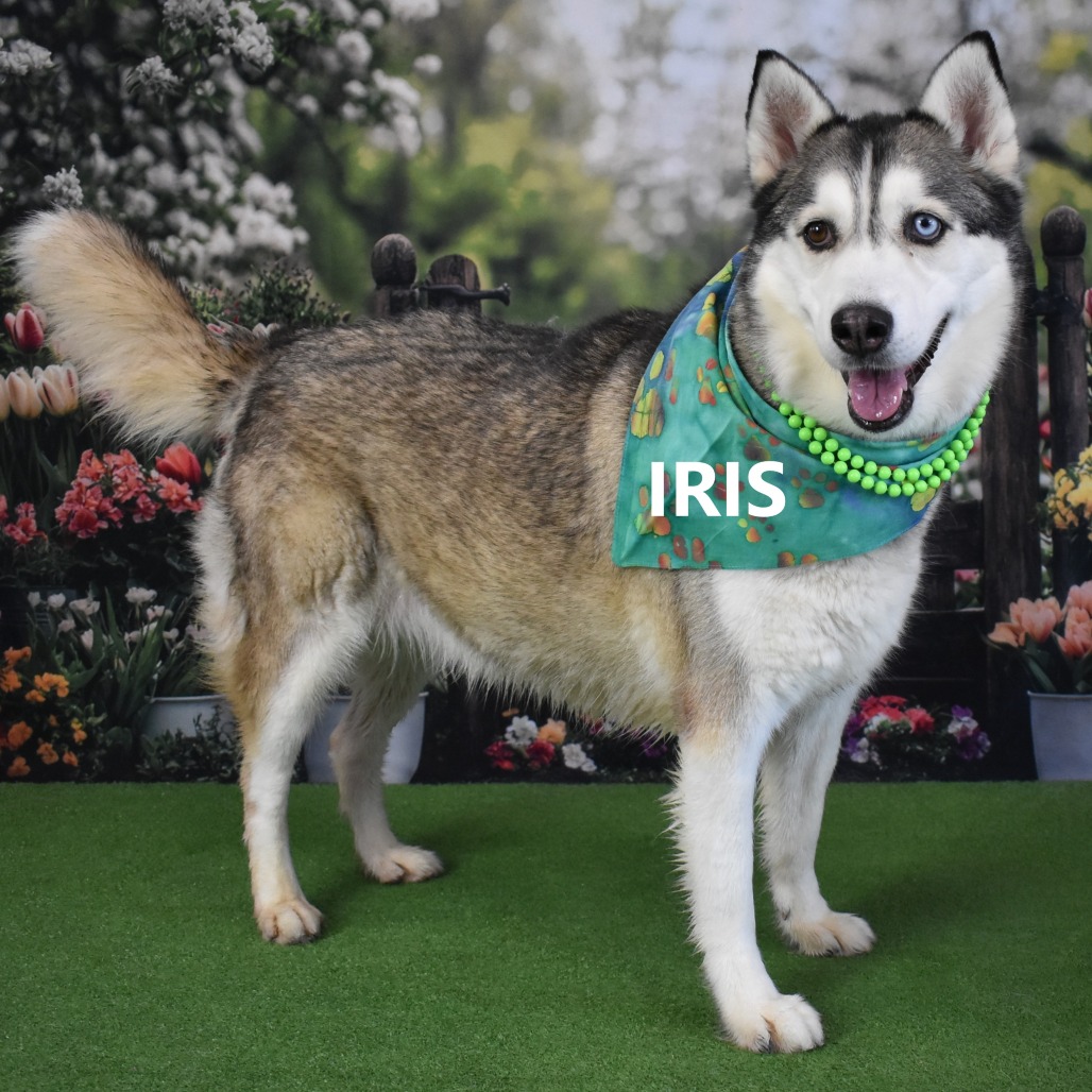 Iris