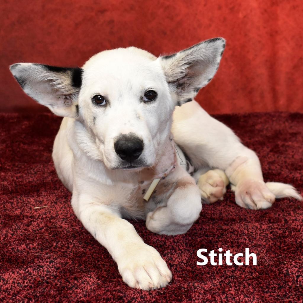 Stitch