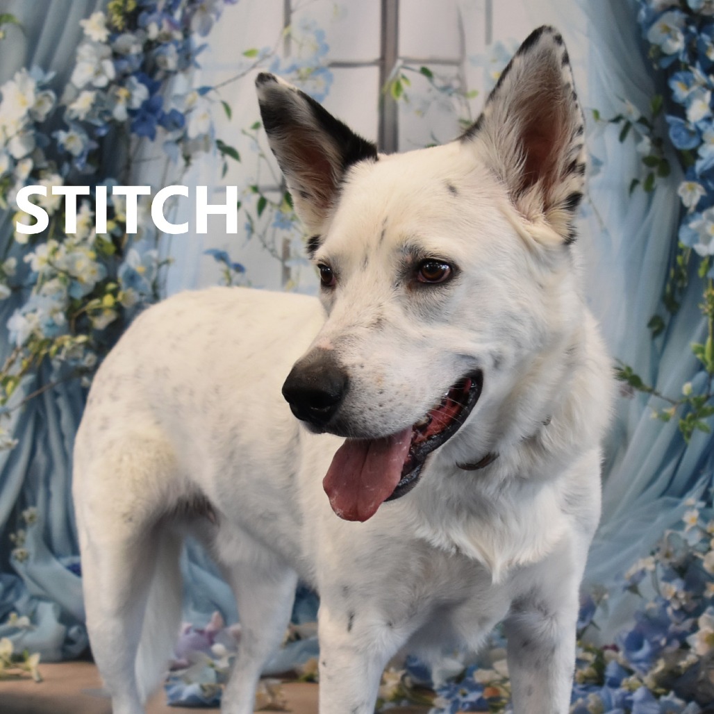 Stitch