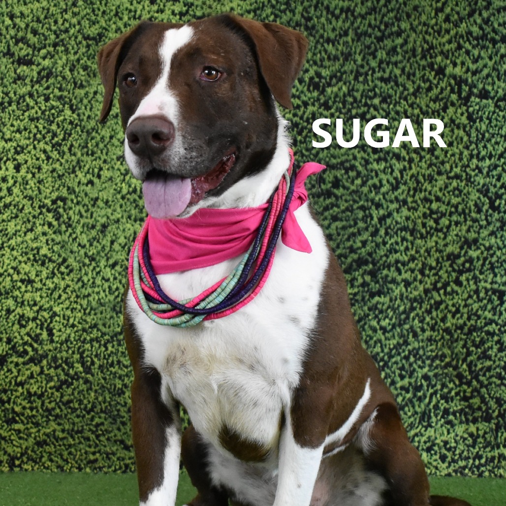Sugar