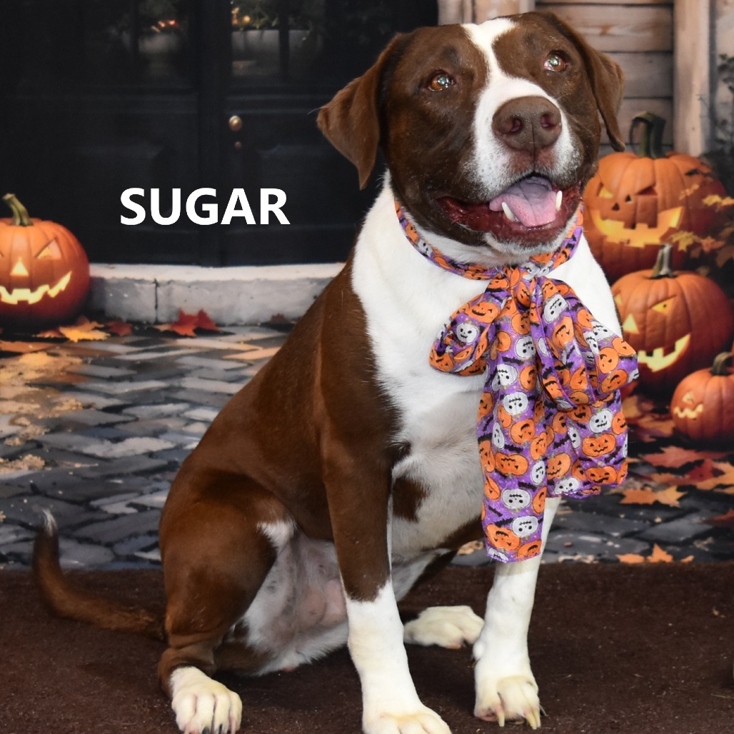 Sugar