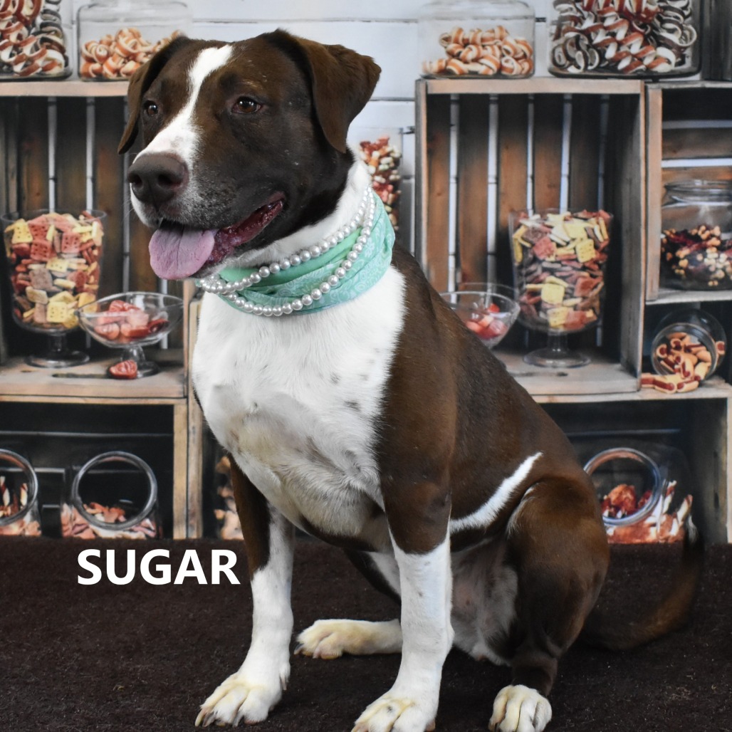 Sugar