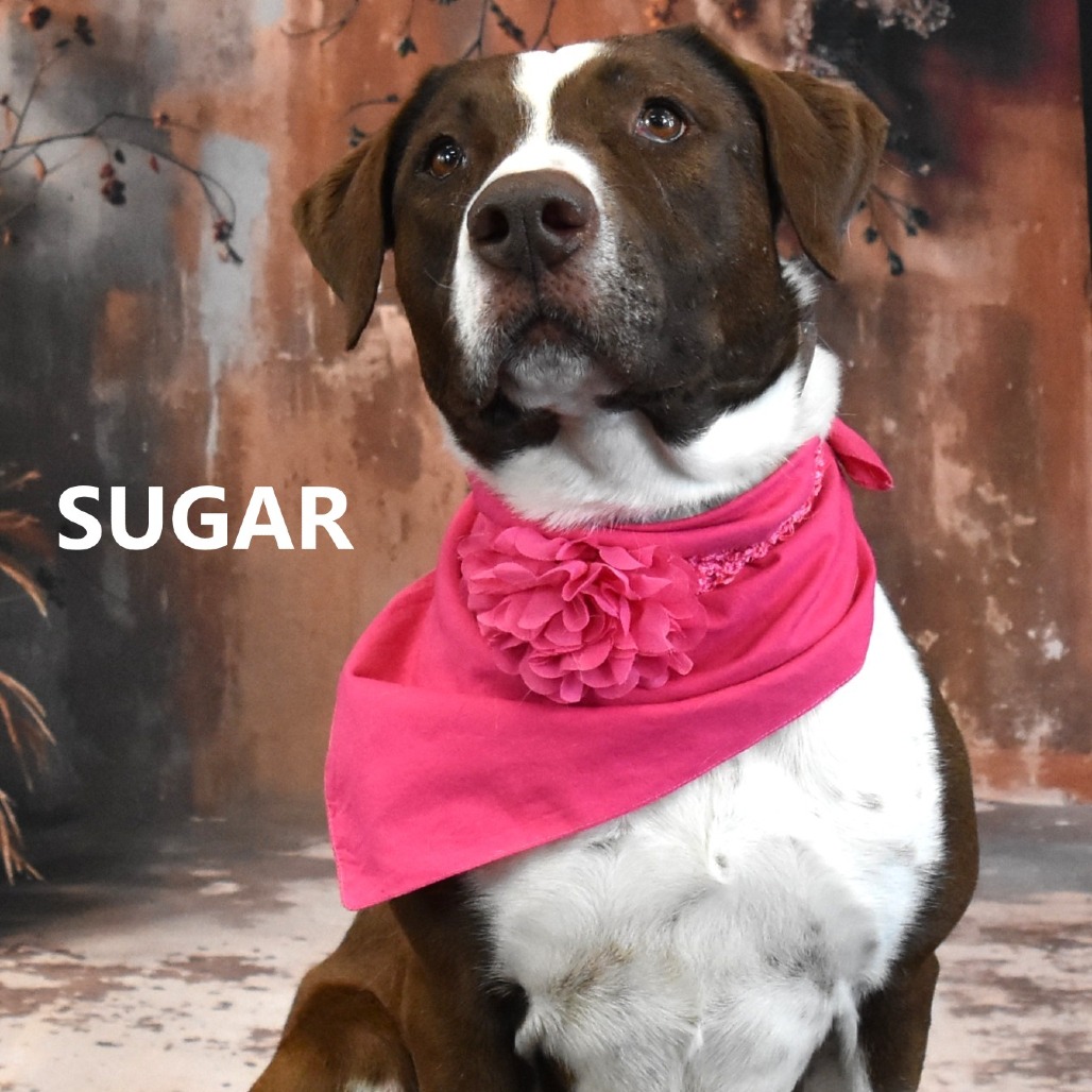 Sugar
