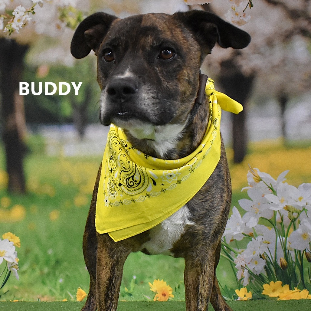Buddy