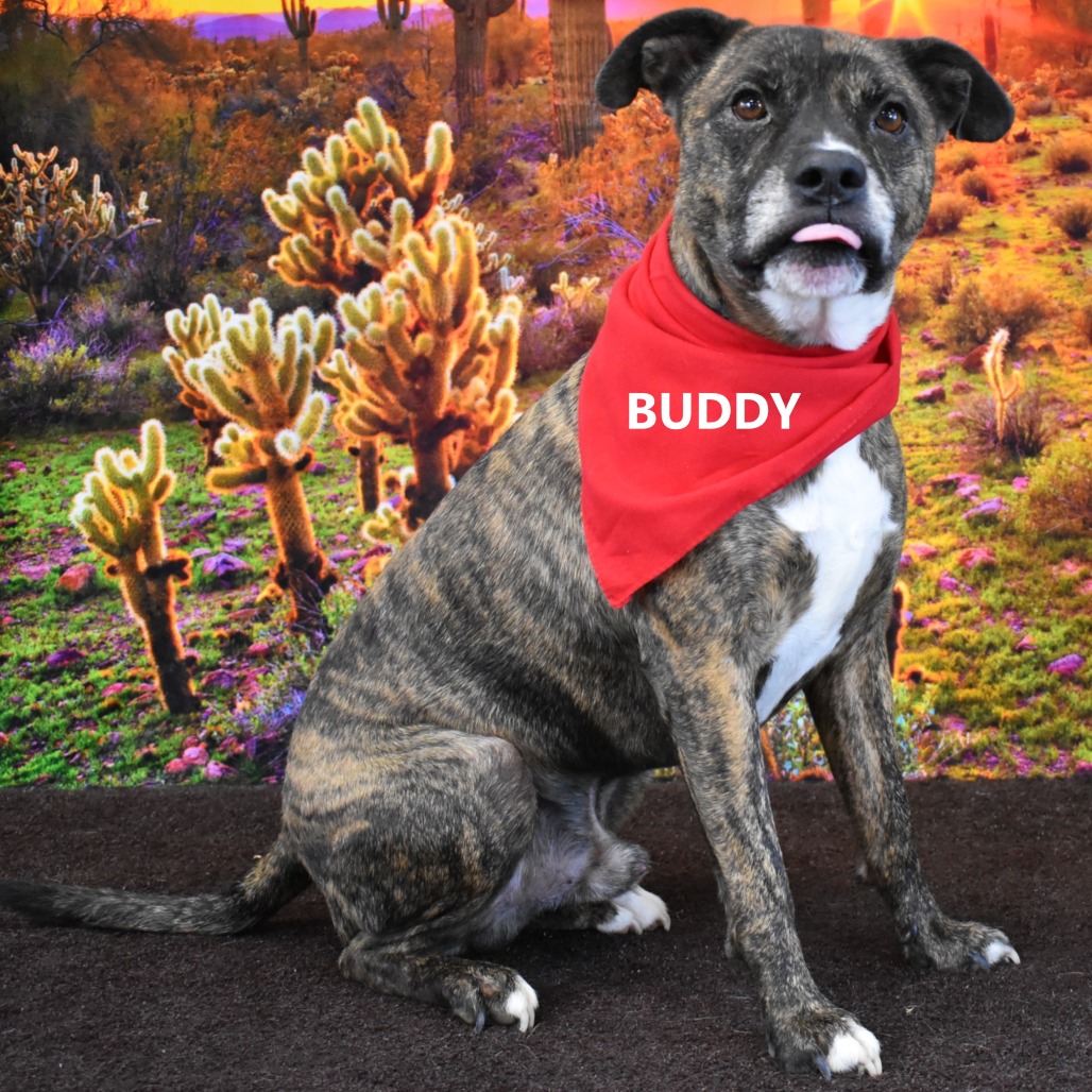 Buddy