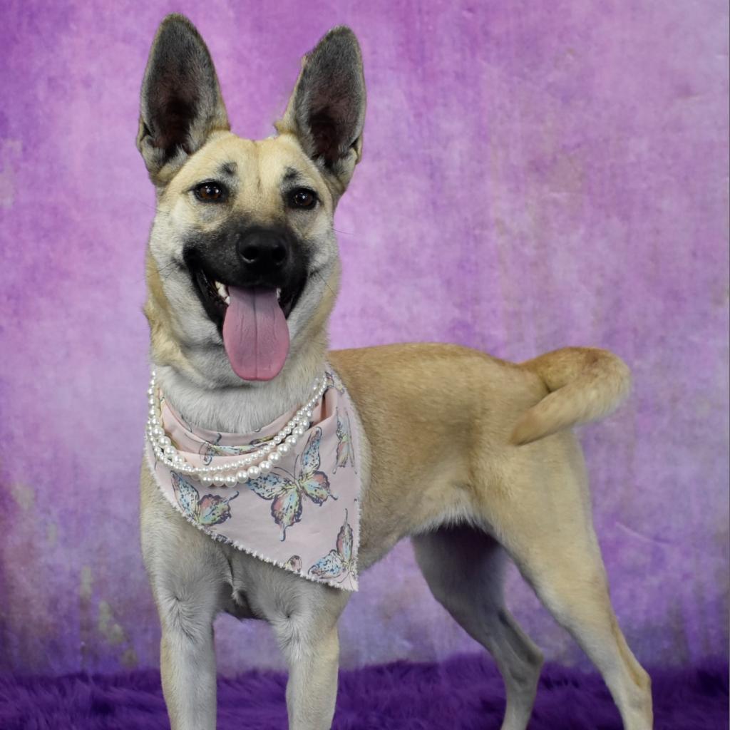Shiba