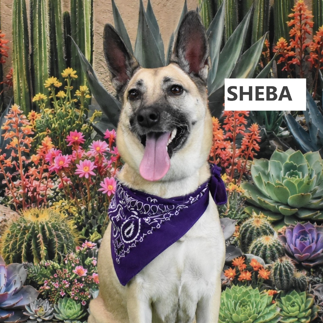 Shiba
