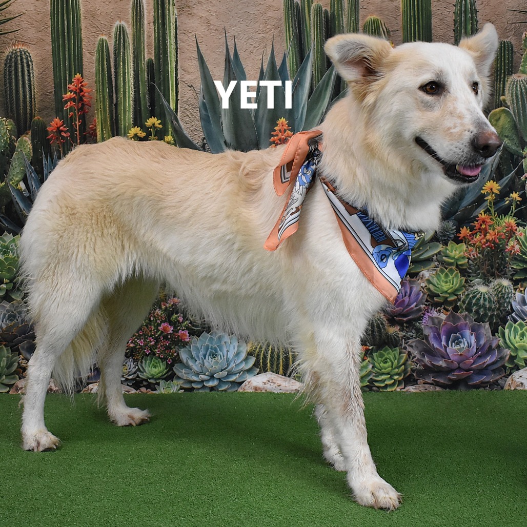 Yeti