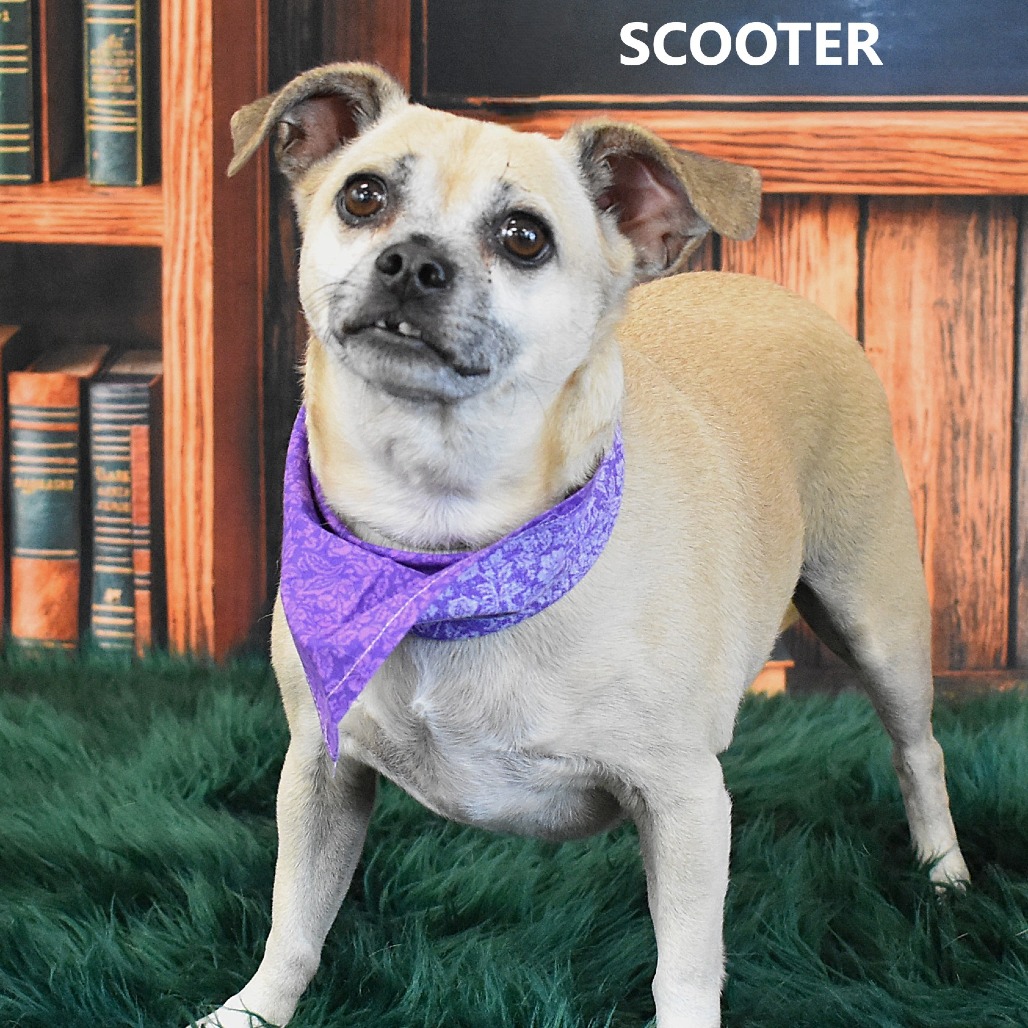 Scooter