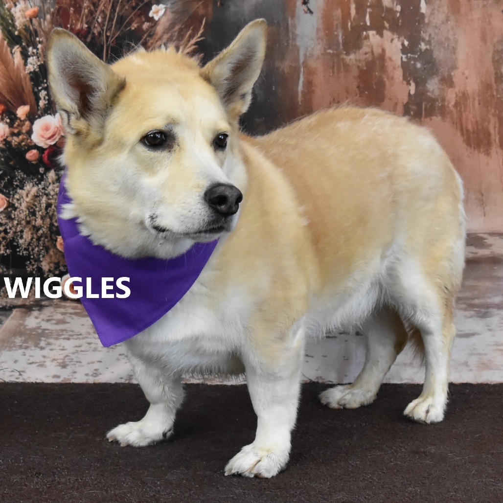 Wiggles