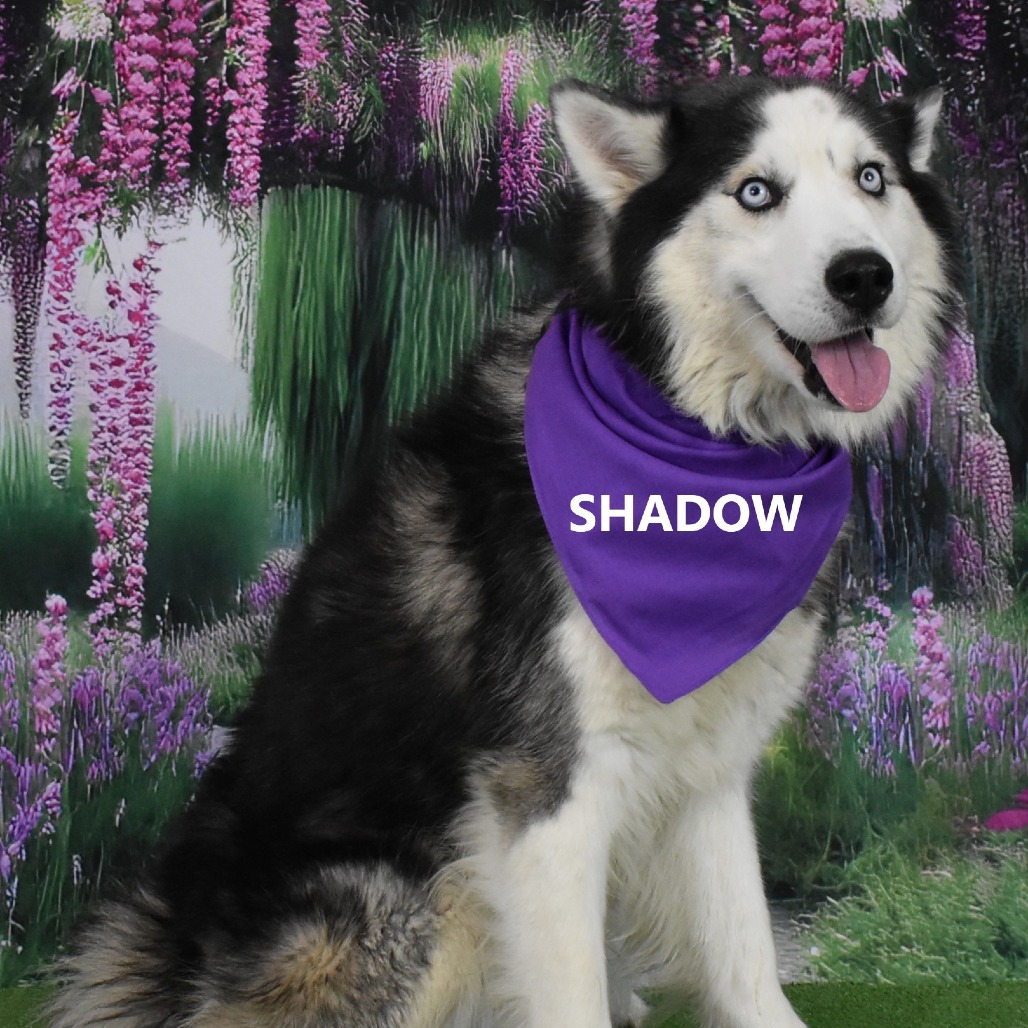 Shadow