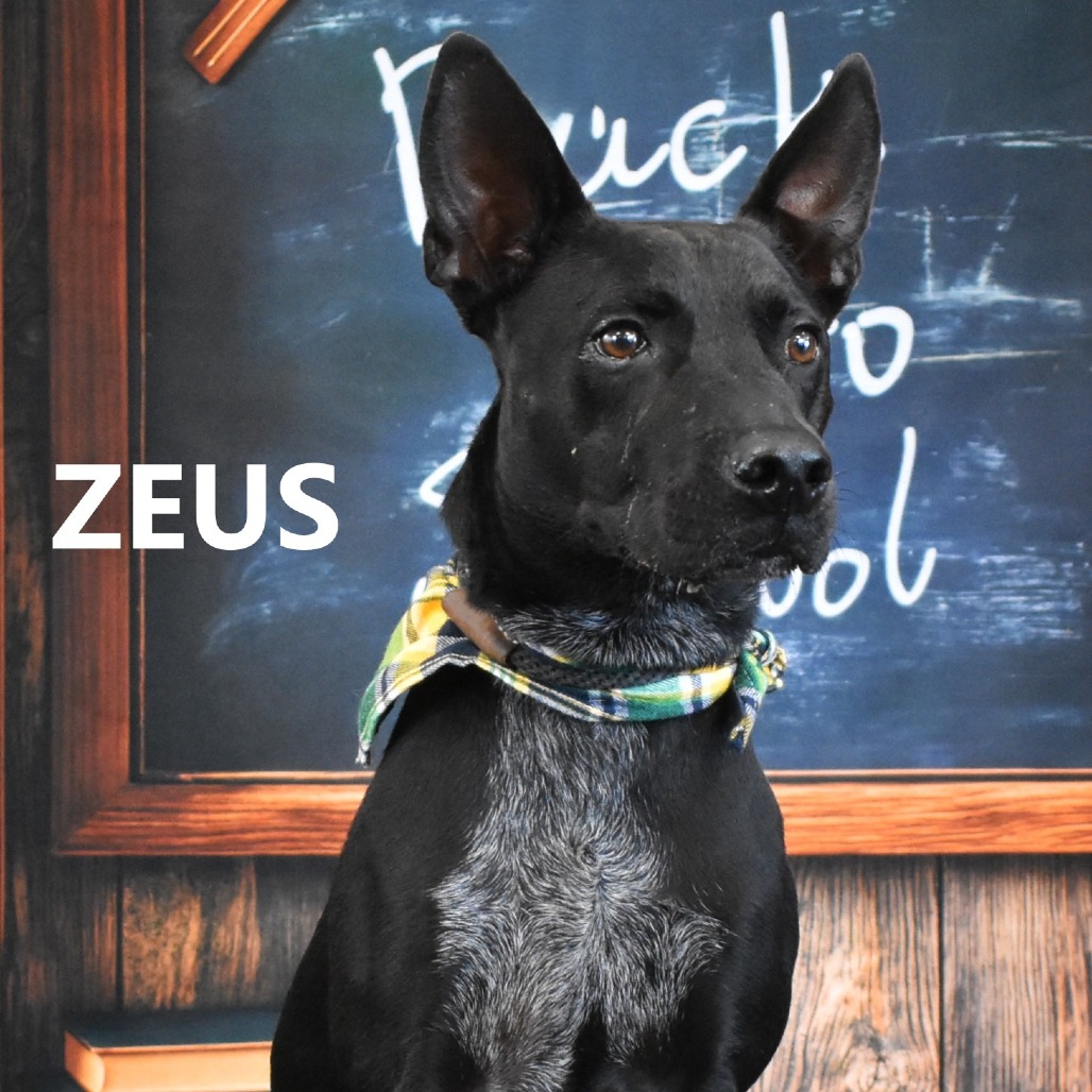 ZEUS