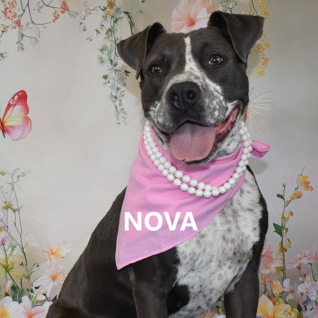Nova
