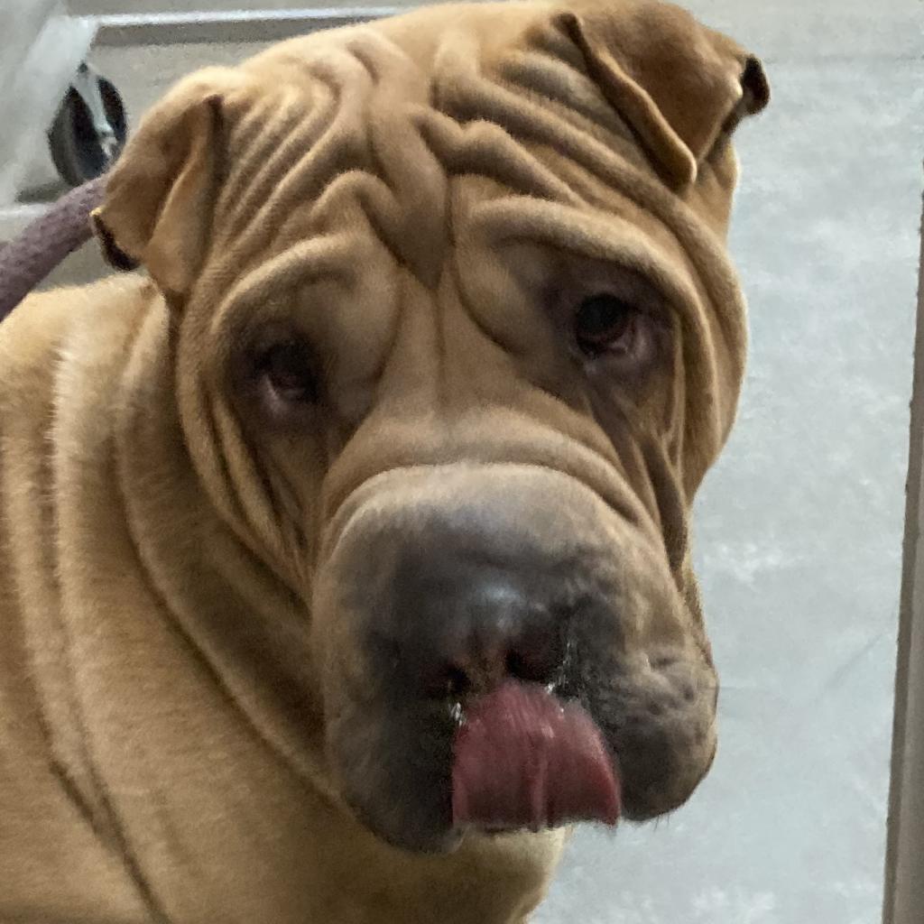 Guccy