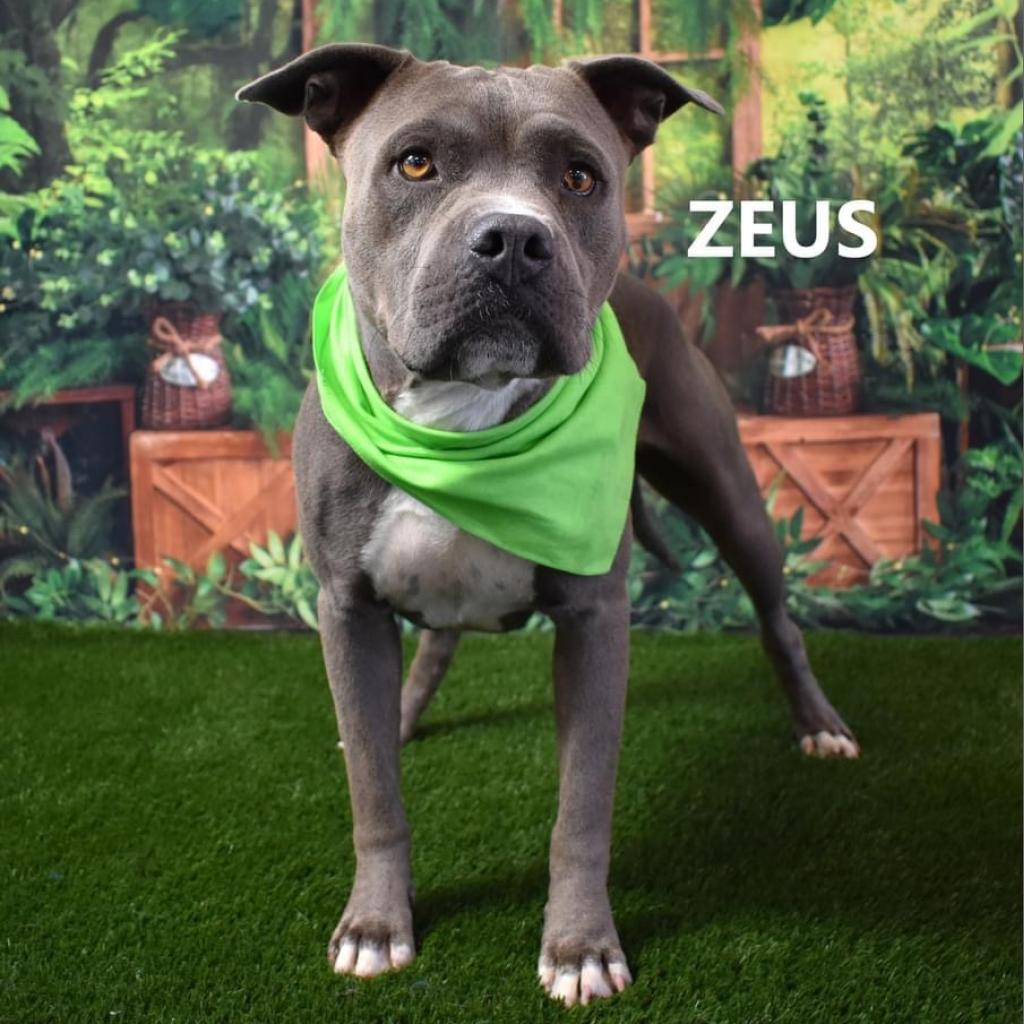 Zeus