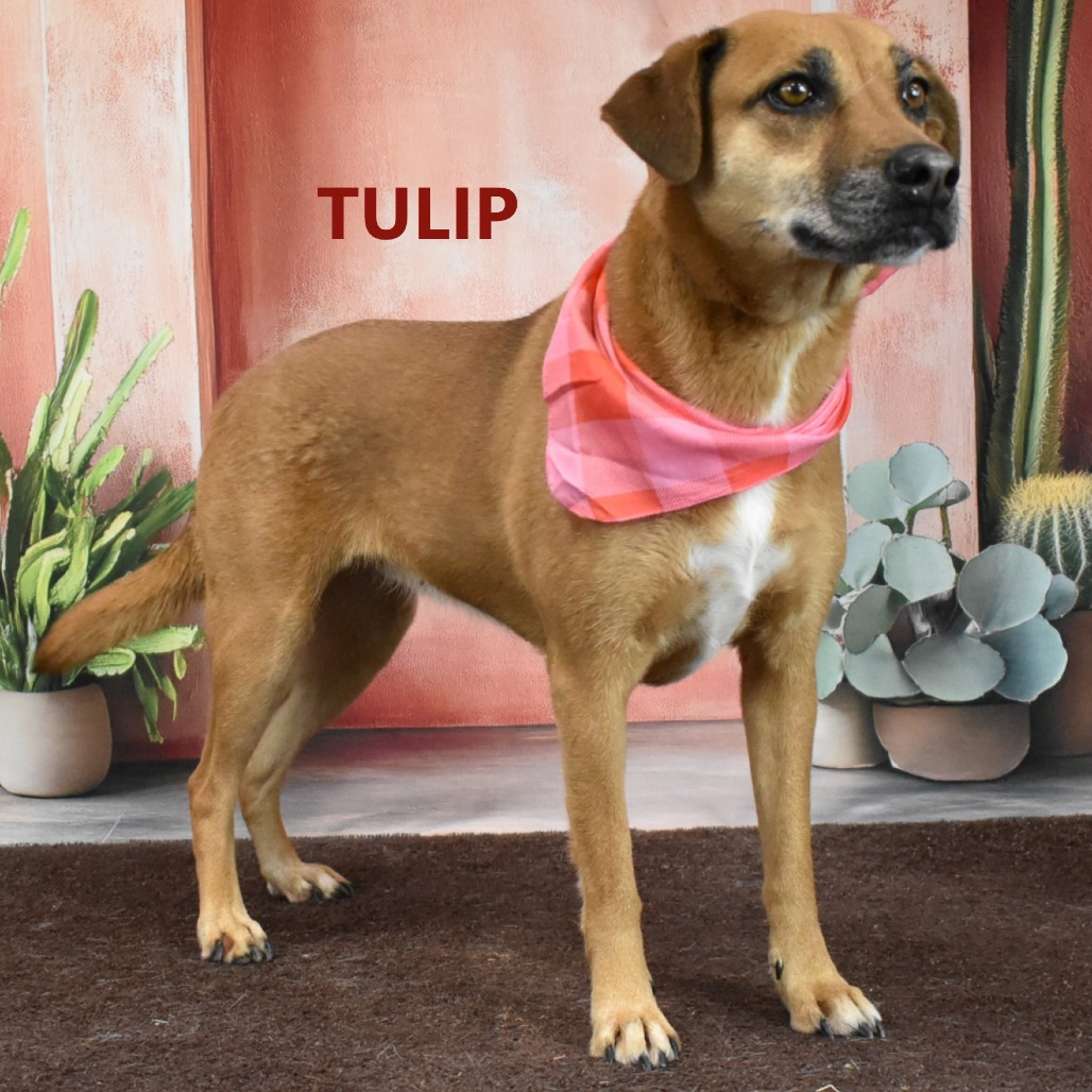 Tulip