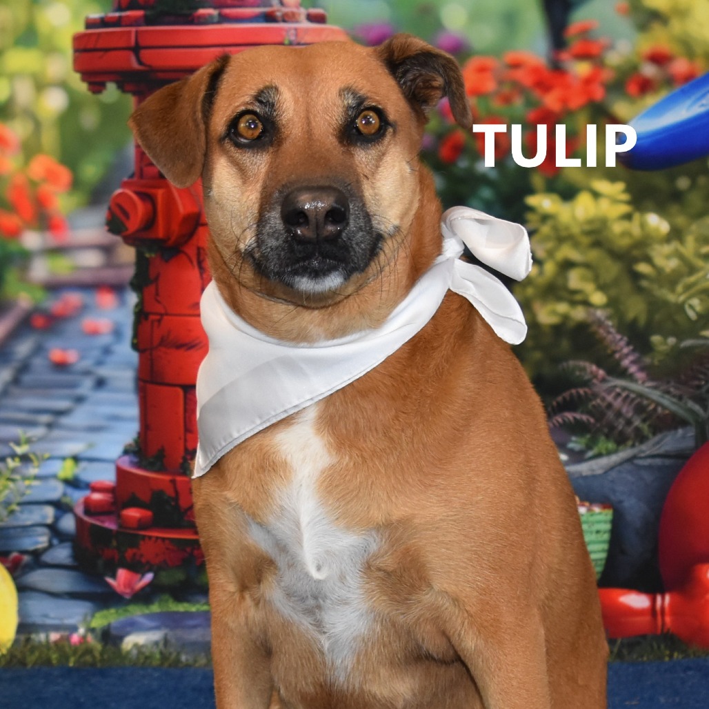 Tulip